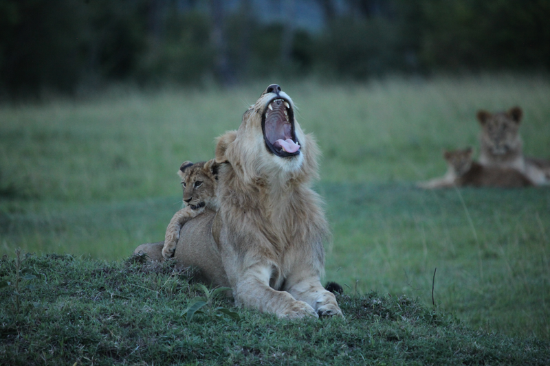 Caption: A pride of lions relaxes at dusk in Kenya’s Maasai Mara National Reserve. Credit: Robert Pringle